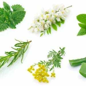 Annex 7 - Manufacture of Herbal Medicinal Products