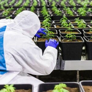 Workplace-Health-and-Safety-in-Medicinal-Cannabis-Sector