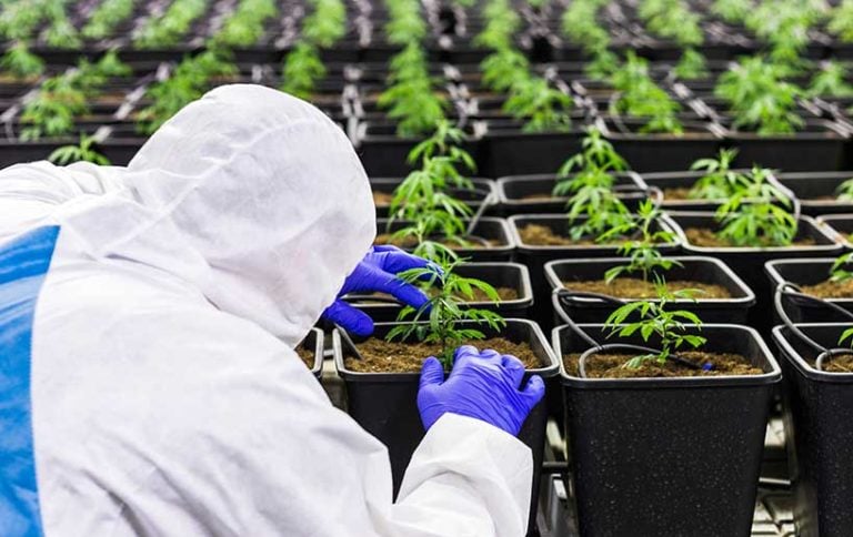 Workplace-Health-and-Safety-in-Medicinal-Cannabis-Sector