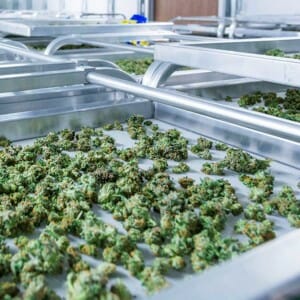 Workplaces-and-Zones-in-the-Medicinal-Cannabis-Sector