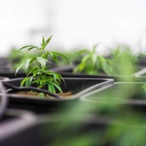 preparing-to-grow medicinal cannabis