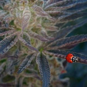 integrated pest management (IPM) training course - medicinal cannabis IPM resources