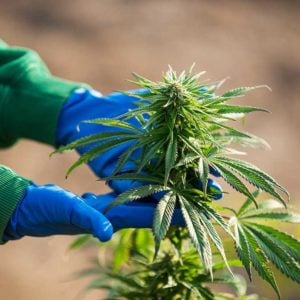 cannabis crop maintenance for medicinal cannabis