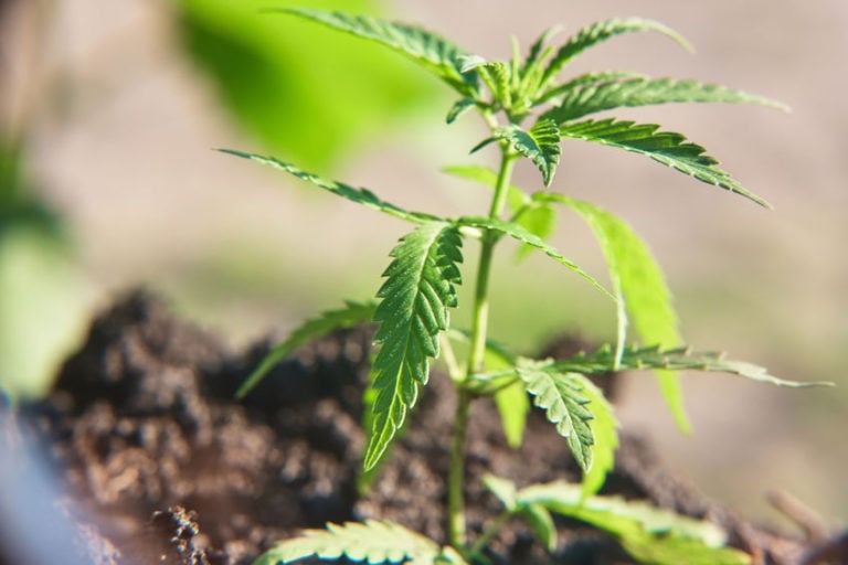 cGMP medicinal cannabis operations and businesses