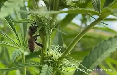 bees-on-hemp-photo-dobeesgethigh-image_400