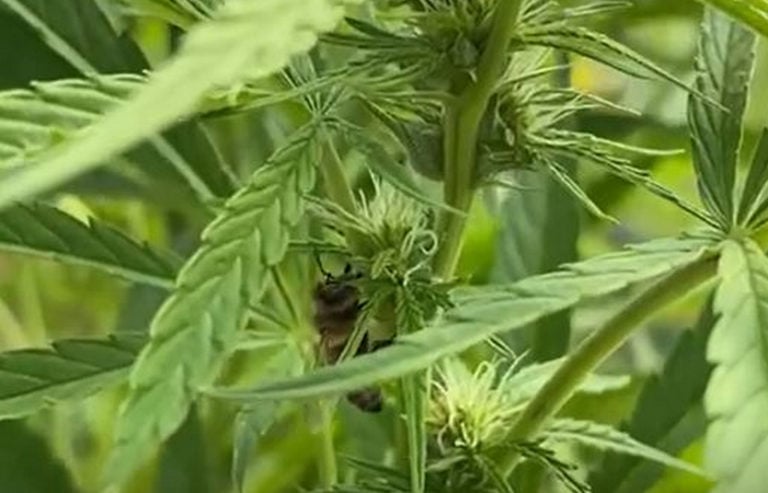 Bees on Cannabis & Hemp Crops