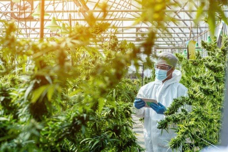 Cannabis Jobs: Skills & Knowledge