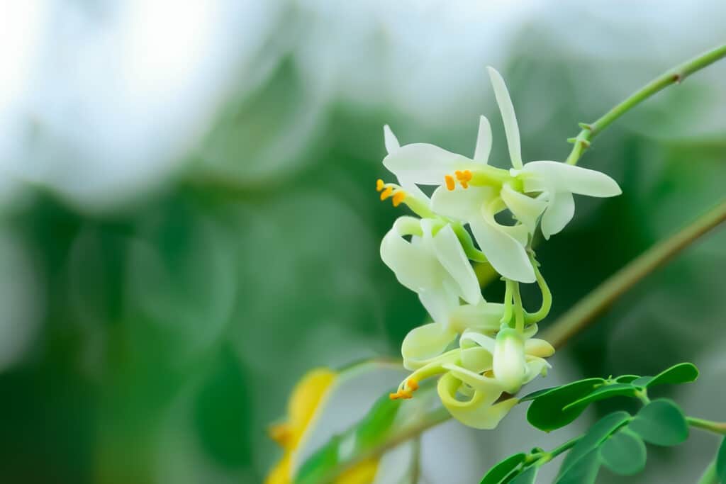gmp-herbal-medicines-annex7-